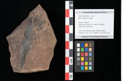 Foto (Objekt + Etikett) von Myrica lignitum Unger (NHMW-GEO-2024-0188-0583)